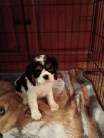 Tank, a male Cavalier King Charles Spaniel for sale in Tarentum, PA – 5 of 5