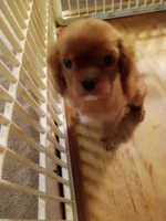 processed/c5cb2a24-efd8-4704-8de0-0cea59ea4ca2/listing/f548c229-91bc-461f-84cf-8fd69da3fd0a/2dfc8281-2556-41b9-bc93-6742e00ab4d3