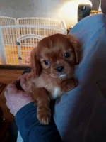 processed/c5cb2a24-efd8-4704-8de0-0cea59ea4ca2/listing/f548c229-91bc-461f-84cf-8fd69da3fd0a/4afdb7ab-9d5d-45d7-8074-efe9314b6c17