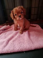 processed/c5cb2a24-efd8-4704-8de0-0cea59ea4ca2/listing/f548c229-91bc-461f-84cf-8fd69da3fd0a/7ad1cce0-5222-4d33-b8dc-d55351093fee