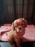 processed/c5cb2a24-efd8-4704-8de0-0cea59ea4ca2/listing/f548c229-91bc-461f-84cf-8fd69da3fd0a/f737bc02-f434-4bf9-bab3-e56cb5a2a743