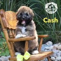 Cash, a male Miniature Bernedoodle for sale in Heyworth, IL – 2 of 5