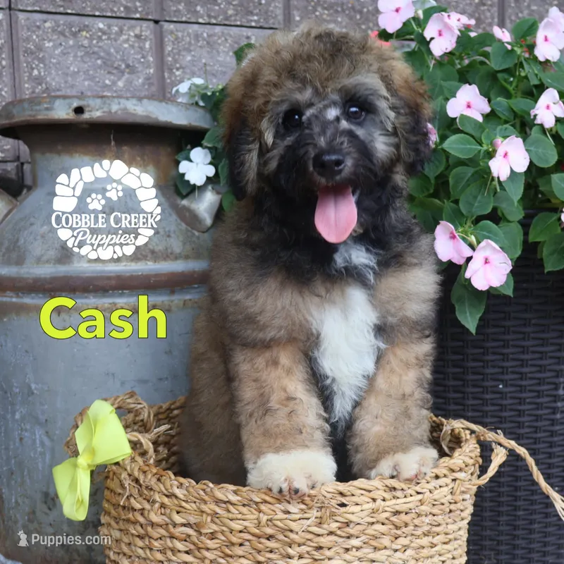 Cash – Miniature Bernedoodle puppy for sale in Heyworth, IL