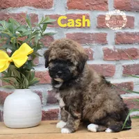 Cash, a male Miniature Bernedoodle for sale in Heyworth, IL – 5 of 5