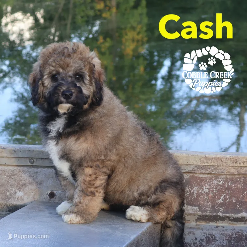Cash – Miniature Bernedoodle puppy for sale in Heyworth, IL