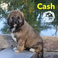 Cash, a male Miniature Bernedoodle for sale in Heyworth, IL – 1 of 5