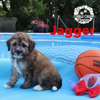 Jagger, a male Miniature Bernedoodle for sale in Heyworth, IL – 4 of 5