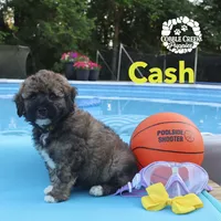 Cash, a male Miniature Bernedoodle for sale in Heyworth, IL – 4 of 5