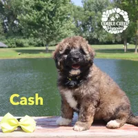 Cash, a male Miniature Bernedoodle for sale in Heyworth, IL – 3 of 5