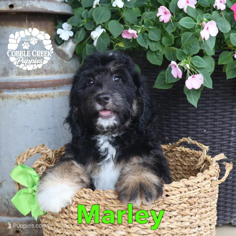 Marley – Miniature Bernedoodle puppy for sale in Heyworth, IL