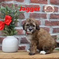 Jagger, a male Miniature Bernedoodle for sale in Heyworth, IL – 5 of 5