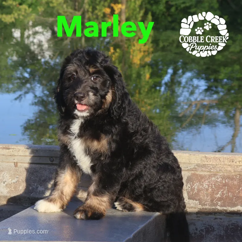 Marley – Miniature Bernedoodle puppy for sale in Heyworth, IL