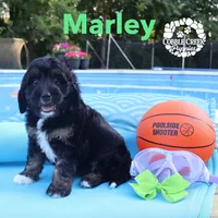 Marley, a male Miniature Bernedoodle for sale in Heyworth, IL – 4 of 5