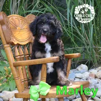 Marley, a male Miniature Bernedoodle for sale in Heyworth, IL – 2 of 5