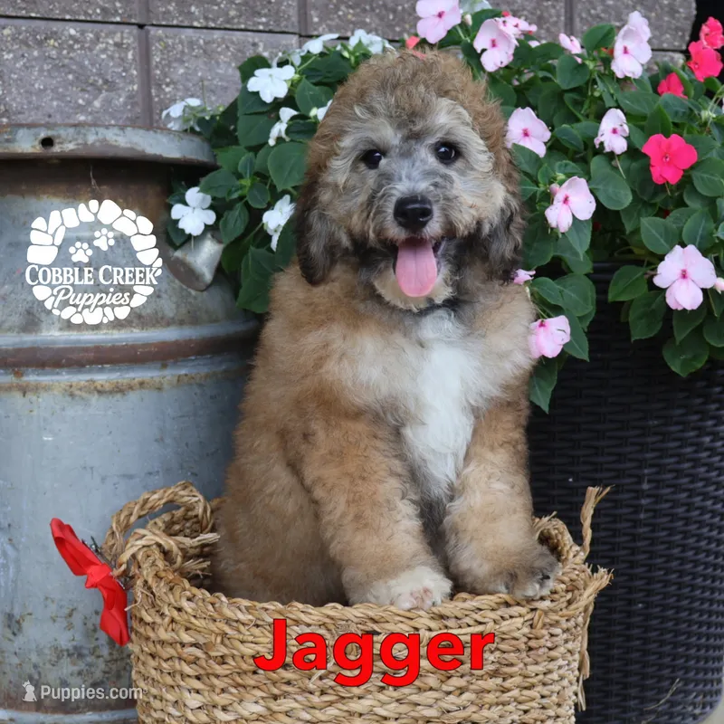 Jagger – Miniature Bernedoodle puppy for sale in Heyworth, IL