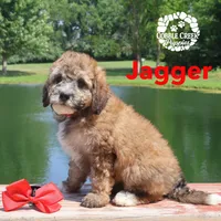 Jagger, a male Miniature Bernedoodle for sale in Heyworth, IL – 3 of 5