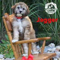 Jagger, a male Miniature Bernedoodle for sale in Heyworth, IL – 2 of 5