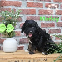 Marley, a male Miniature Bernedoodle for sale in Heyworth, IL – 5 of 5