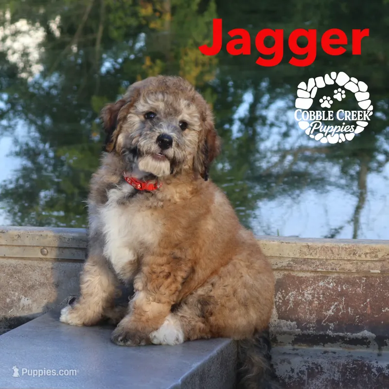 Jagger – Miniature Bernedoodle puppy for sale in Heyworth, IL