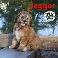 Jagger, a male Miniature Bernedoodle for sale in Heyworth, IL – 1 of 5