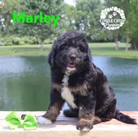 Marley, a male Miniature Bernedoodle for sale in Heyworth, IL – 3 of 5