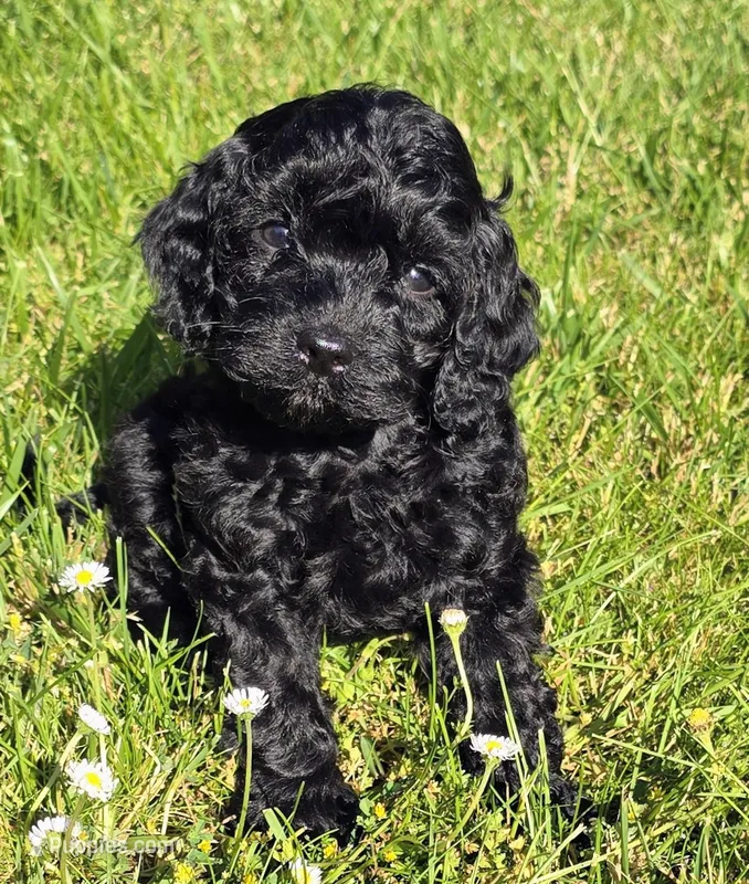Rome  – Cavapoo puppy for sale in Albany, OR