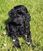 Rome , a male Cavapoo for sale in Albany, OR – 1 of 1