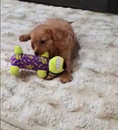 Zane, a male Cavapoo for sale in Albany, OR – 4 of 4