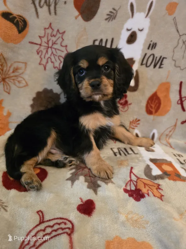 Mikey – Cavapoo puppy for sale in Albany, OR