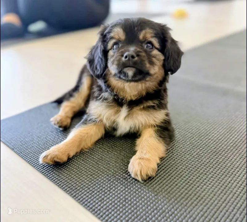 Wilma – Aussalier puppy for sale in Albany, OR