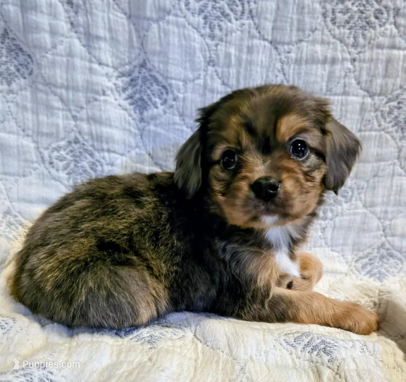 Wallace – Aussalier puppy for sale in Albany, OR