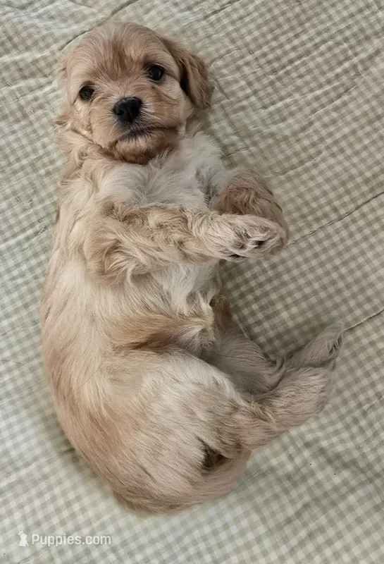 Leroy – Cavapoo puppy for sale in Albany, OR