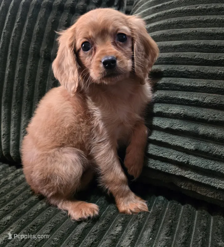 Mark – Cavapoo puppy for sale in Albany, OR