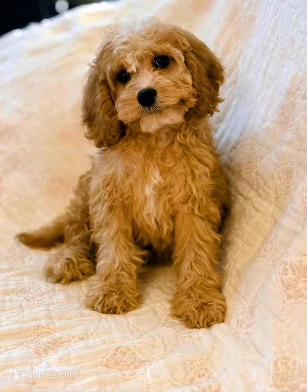 Zac – Cavapoo puppy for sale in Albany, OR