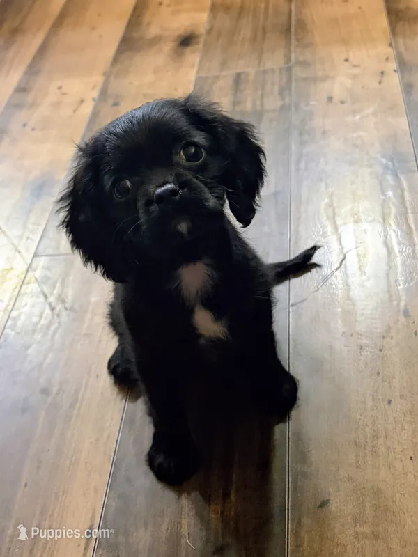 Max – Cavapoo puppy for sale in Albany, OR
