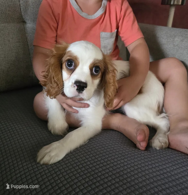 Jax – Cavalier King Charles Spaniel puppy for sale in Albany, OR