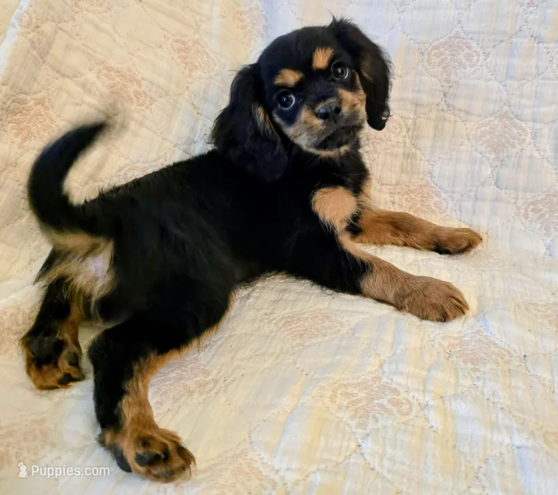 Mikey – Cavapoo puppy for sale in Albany, OR