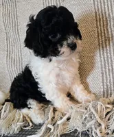 Harry, a male Havapoo for sale in Albany, OR – Photo 1 of 3