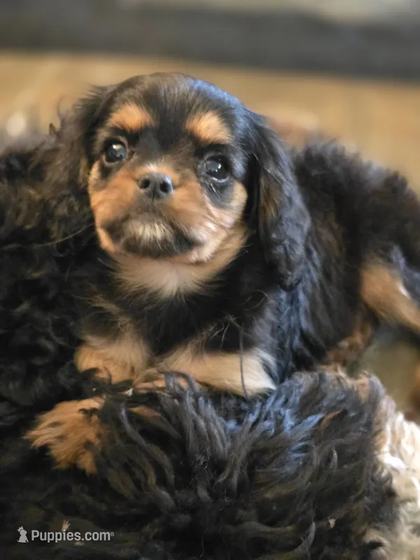 Ruthie – Cavalier King Charles Spaniel puppy for sale in Albany, OR