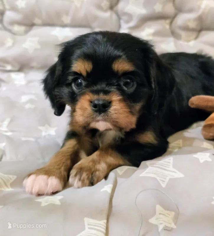 Anna – Cavalier King Charles Spaniel puppy for sale in Albany, OR