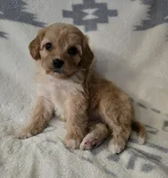 Layla, a female Cavapoo for sale in Albany, OR – Photo 2 of 2