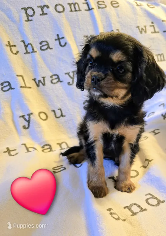 Ruthie – Cavalier King Charles Spaniel puppy for sale in Albany, OR