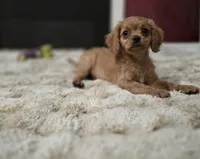 Zane, a male Cavapoo for sale in Albany, OR – 2 of 4