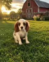 Jax, a male Cavalier King Charles Spaniel for sale in Albany, OR – 3 of 3