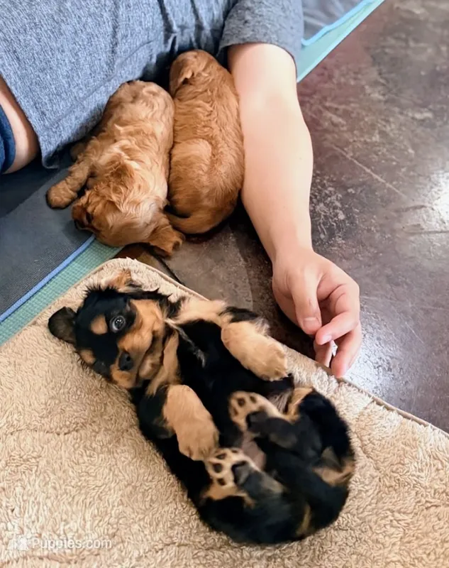Mikey – Cavapoo puppy for sale in Albany, OR