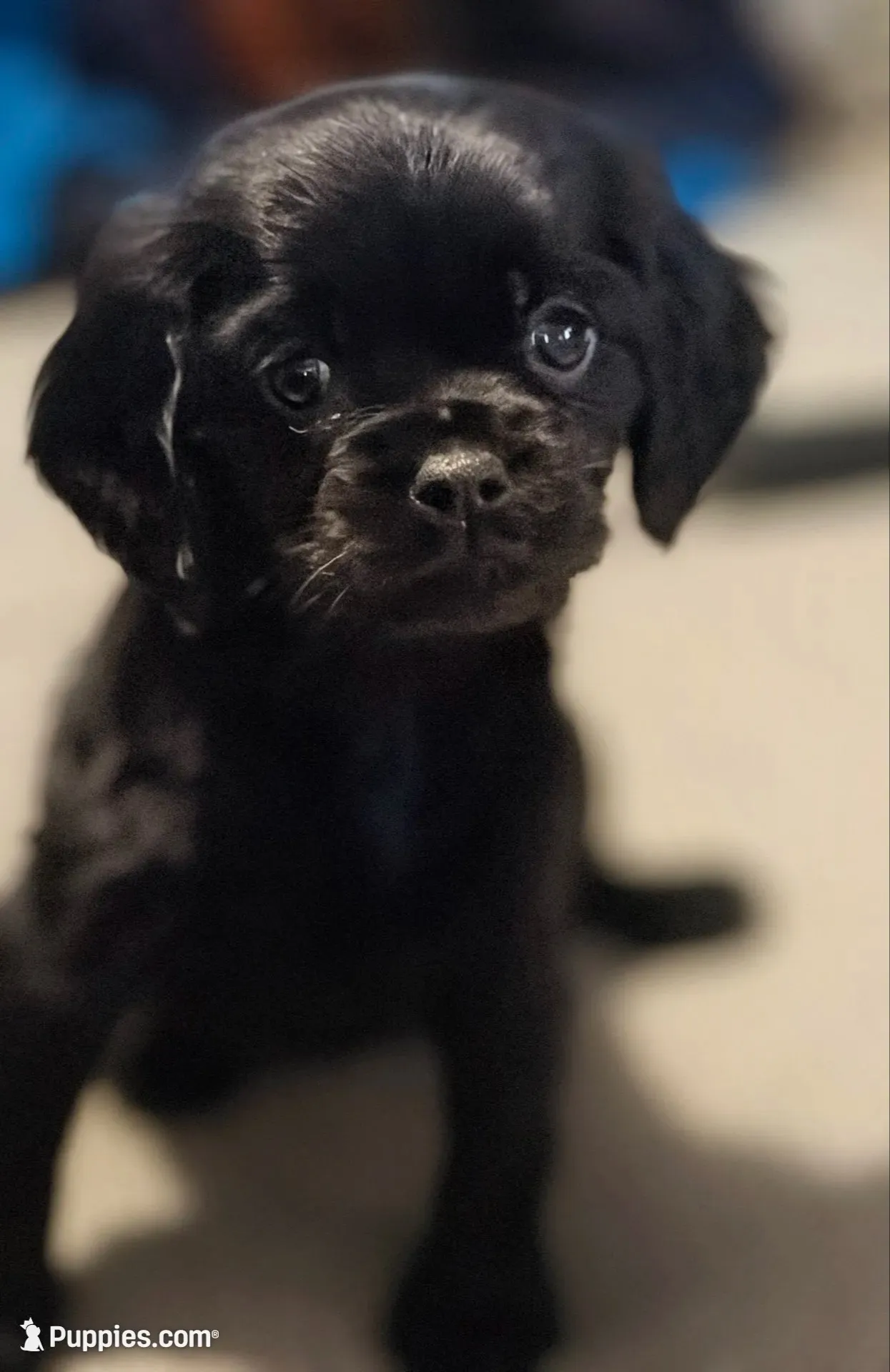Mia, a female Cavapoo for sale in Albany, OR – 1 of 1