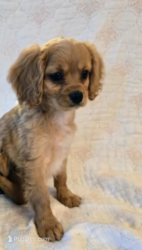 Mark – Cavapoo puppy for sale in Albany, OR