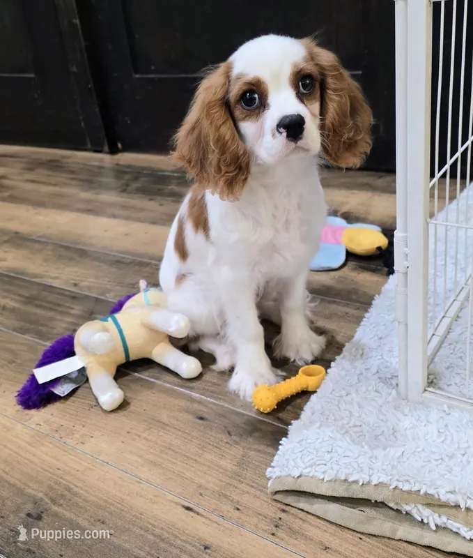 Jax – Cavalier King Charles Spaniel puppy for sale in Albany, OR