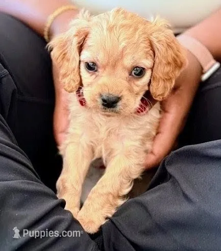 Mark – Cavapoo puppy for sale in Albany, OR