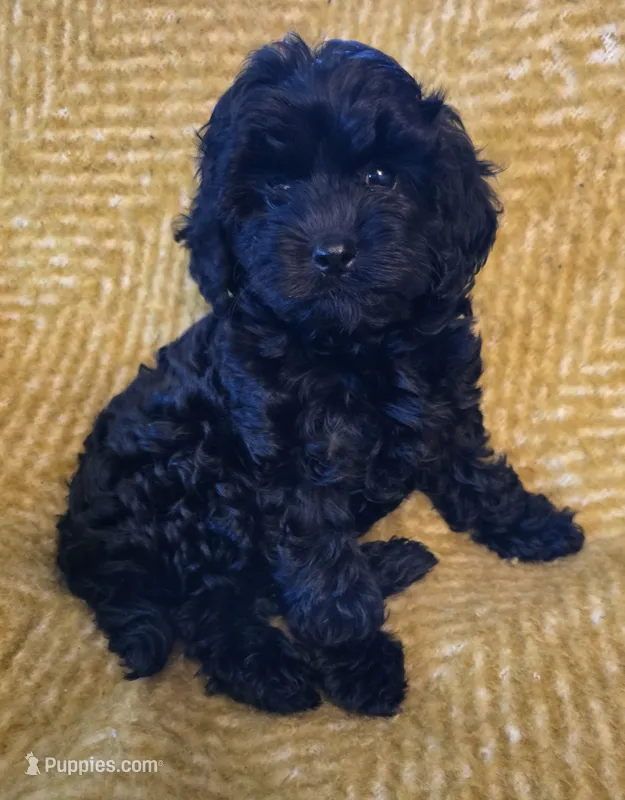 Theresa – Cavapoo puppy for sale in Albany, OR